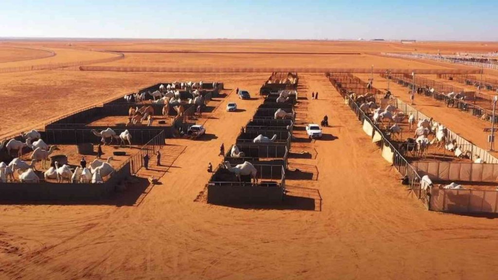 Mazaen Al Ebel – Aramco Project